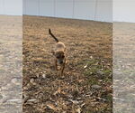 Small #9 Chihuahua Mix