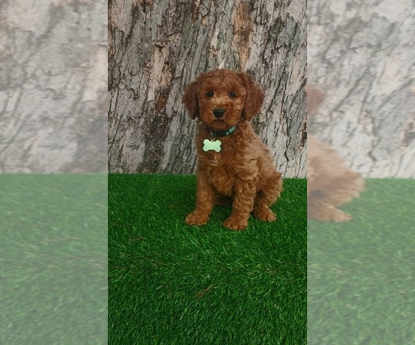 Medium Photo #1 Goldendoodle (Miniature) Puppy For Sale in INDIANAPOLIS, IN, USA