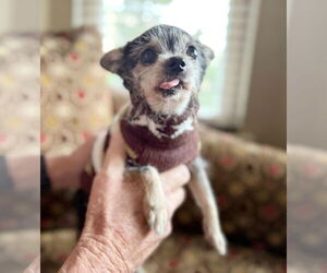 Chihuahua-Unknown Mix Dogs for adoption in Pittsburg, CA, USA