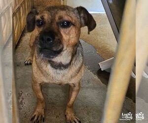 Chihuahua-Unknown Mix Dogs for adoption in Washington, DC, USA