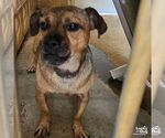 Elmo - Male Chihuahua-Unknown Mix Dog for Adoption - Small photo