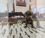 Puppy Aspen Labrador Retriever