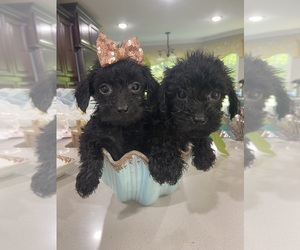 Maltese-Poodle (Toy) Mix Puppy for sale in GREENVILLE, NC, USA