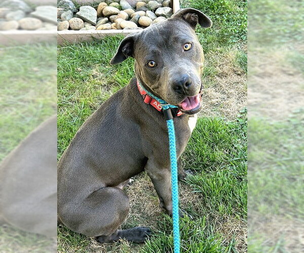 Medium Photo #1 Mutt Puppy For Sale in Sacramento, CA, USA