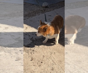 Mother of the Pembroke Welsh Corgi puppies born on 03/04/2026