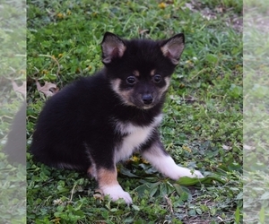 Pomsky Puppy for sale in BARNESVILLE, KS, USA