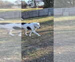Small #2 Treeing Walker Coonhound Mix