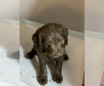 Small #2 Labradoodle