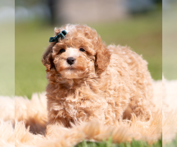 Medium Photo #3 Poodle (Miniature) Puppy For Sale in WARSAW, IN, USA