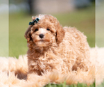 Small Photo #84 Poodle (Miniature) Puppy For Sale in WARSAW, IN, USA