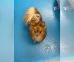 Small #6 Pomeranian Mix