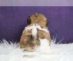 Small Photo #14 Shih Tzu Puppy For Sale in WARSAW, IN, USA