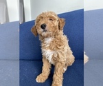 Small Photo #3 Poodle (Miniature) Puppy For Sale in CHICAGO, IL, USA