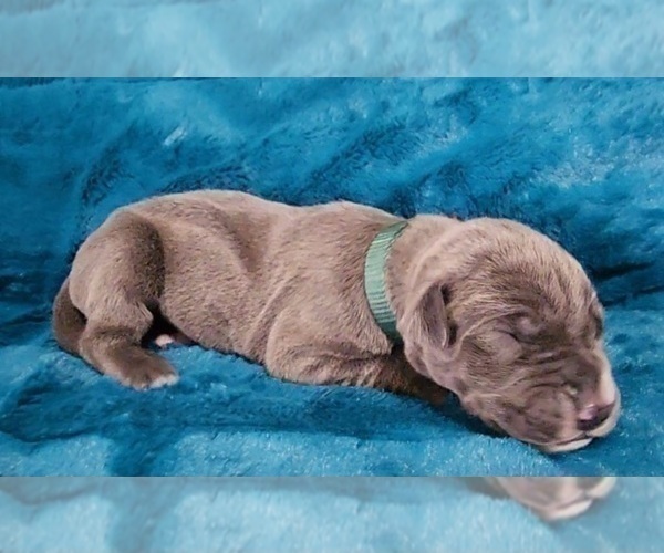 Medium Photo #8 Great Dane Puppy For Sale in OGDEN, UT, USA