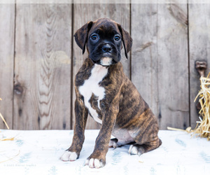Medium Boxer
