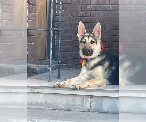Medium Photo #1 German Shepherd Dog Puppy For Sale in Sandy, UT, USA