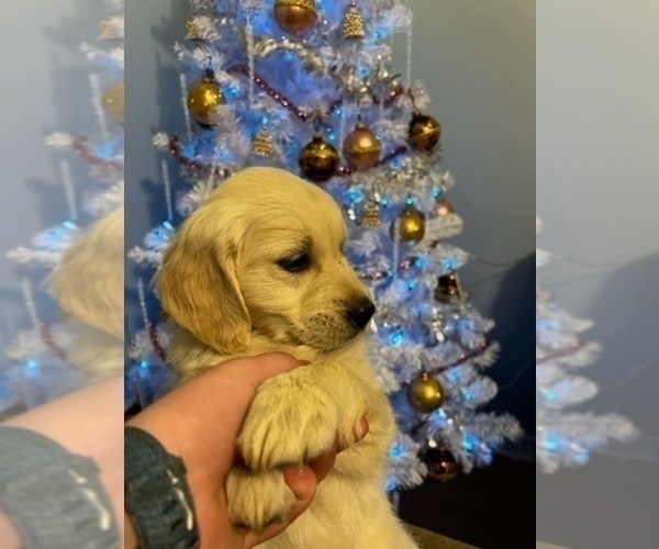 Medium Photo #3 Golden Retriever Puppy For Sale in MILTON, FL, USA