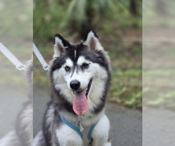 Medium Photo #1 Mutt Puppy For Sale in Sanford, FL, USA