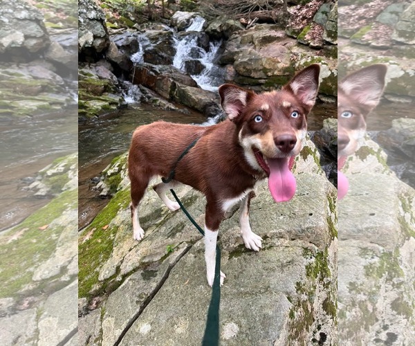 Medium Photo #8 Australian Kelpie-Siberian Husky Mix Puppy For Sale in Rockaway, NJ, USA