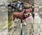 Small #7 Australian Kelpie-Siberian Husky Mix
