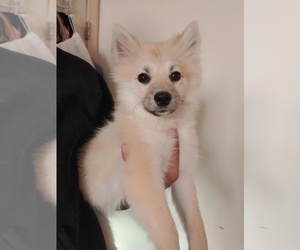Alaskan Husky-Pomsky Mix Puppy for Sale in LOVELAND, Colorado USA