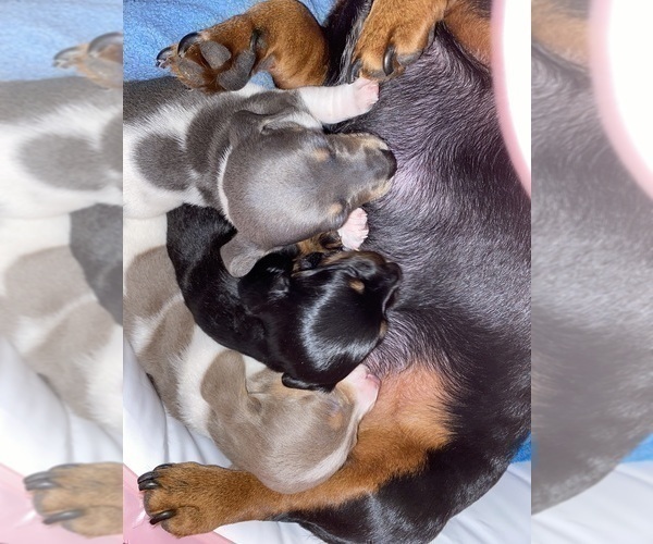 Medium Photo #6 Dachshund Puppy For Sale in LUBBOCK, TX, USA
