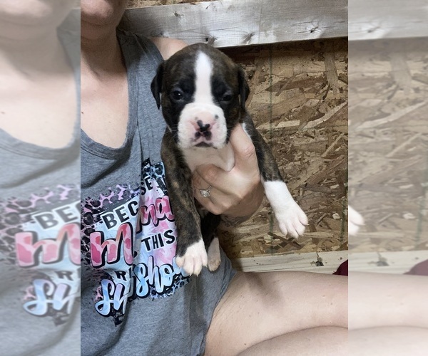 Medium Photo #1 Boxer Puppy For Sale in MOREHEAD, KY, USA