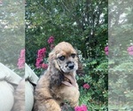 Puppy Earth Cocker Spaniel