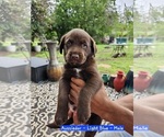 Small #2 Sheprador