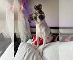 Small Chihuahua
