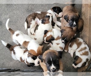 Bullmastiff-Saint Bernard Mix Puppy for Sale in IRVING, New York USA