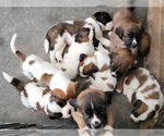 Small Bullmastiff-Saint Bernard Mix