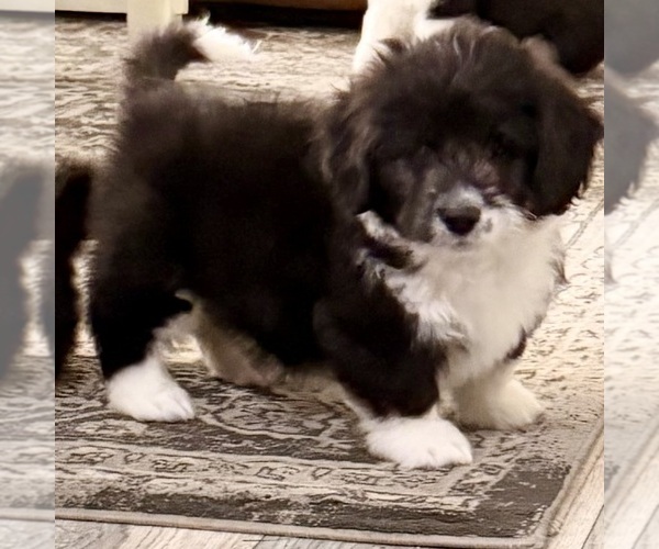 Medium Photo #1 Goldendoodle-Pembroke Welsh Corgi Mix Puppy For Sale in CRESCENT CITY, CA, USA