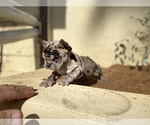 Small French Bulldog