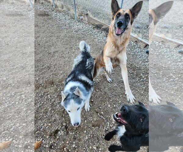 Medium Photo #2 German Shepherd Dog Puppy For Sale in Marina Del Rey, CA, USA