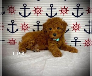 Maltipoo Puppy for sale in WINNSBORO, LA, USA