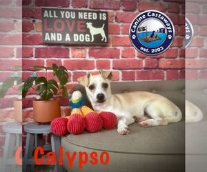 Chihuahua-Unknown Mix Dogs for adoption in Arcadia, FL, USA
