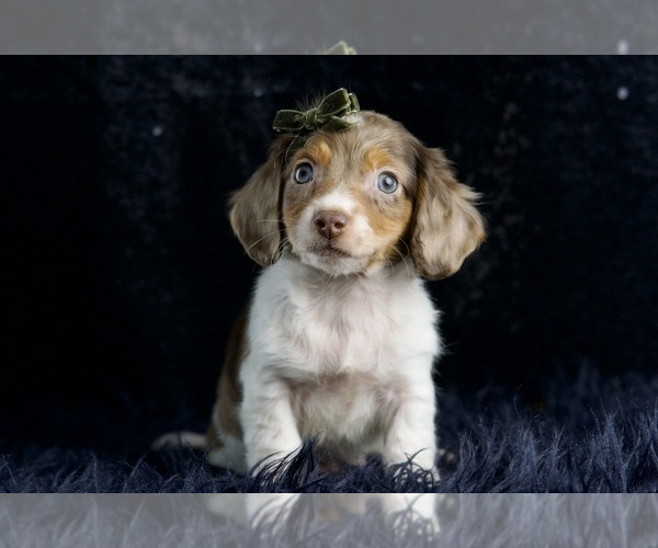 Medium Photo #1 Dachshund Puppy For Sale in WARSAW, IN, USA