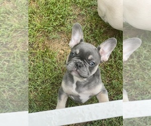 French Bulldog Puppy for Sale in CLARKSVILLE, Tennessee USA