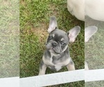 Small French Bulldog