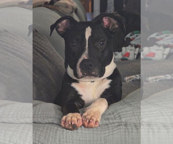 Medium Photo #5 American Pit Bull Terrier-Unknown Mix Puppy For Sale in Germantown, OH, USA