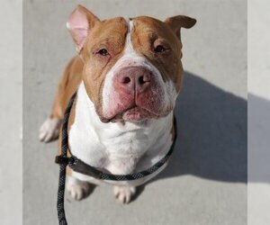 American Staffordshire Terrier-Unknown Mix Dogs for adoption in Raleigh, NC, USA
