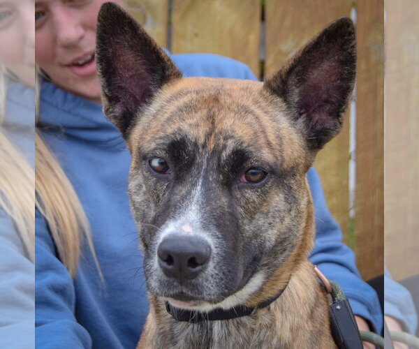 Medium Photo #4 Holland Shepherd-Unknown Mix Puppy For Sale in Huntley, IL, USA