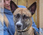 Small #3 Holland Shepherd Mix