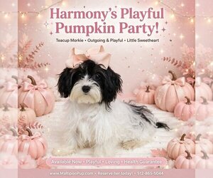 Maltipoo (Miniature) Dogs for adoption in TAYLOR, TX, USA