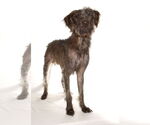 Small #2 Poodle (Miniature) Mix
