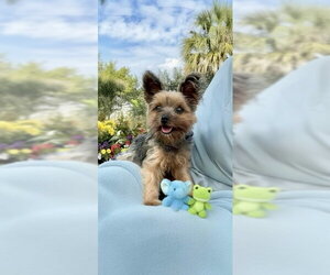Bradley - Male Mutt Dog for Adoption