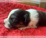 Small #5 Australian Shepherd
