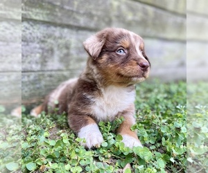Miniature Australian Shepherd Puppy for sale in ORLANDO, FL, USA