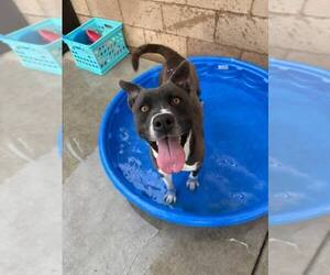 Mutt Dogs for adoption in Calgary, Alberta, Canada